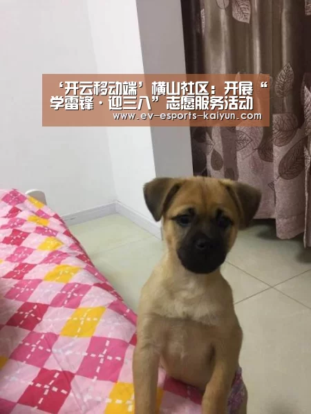 ‘开云移动端’横山社区:开展“学雷锋·迎三八”志愿服务活动(图1) 开云体育下载