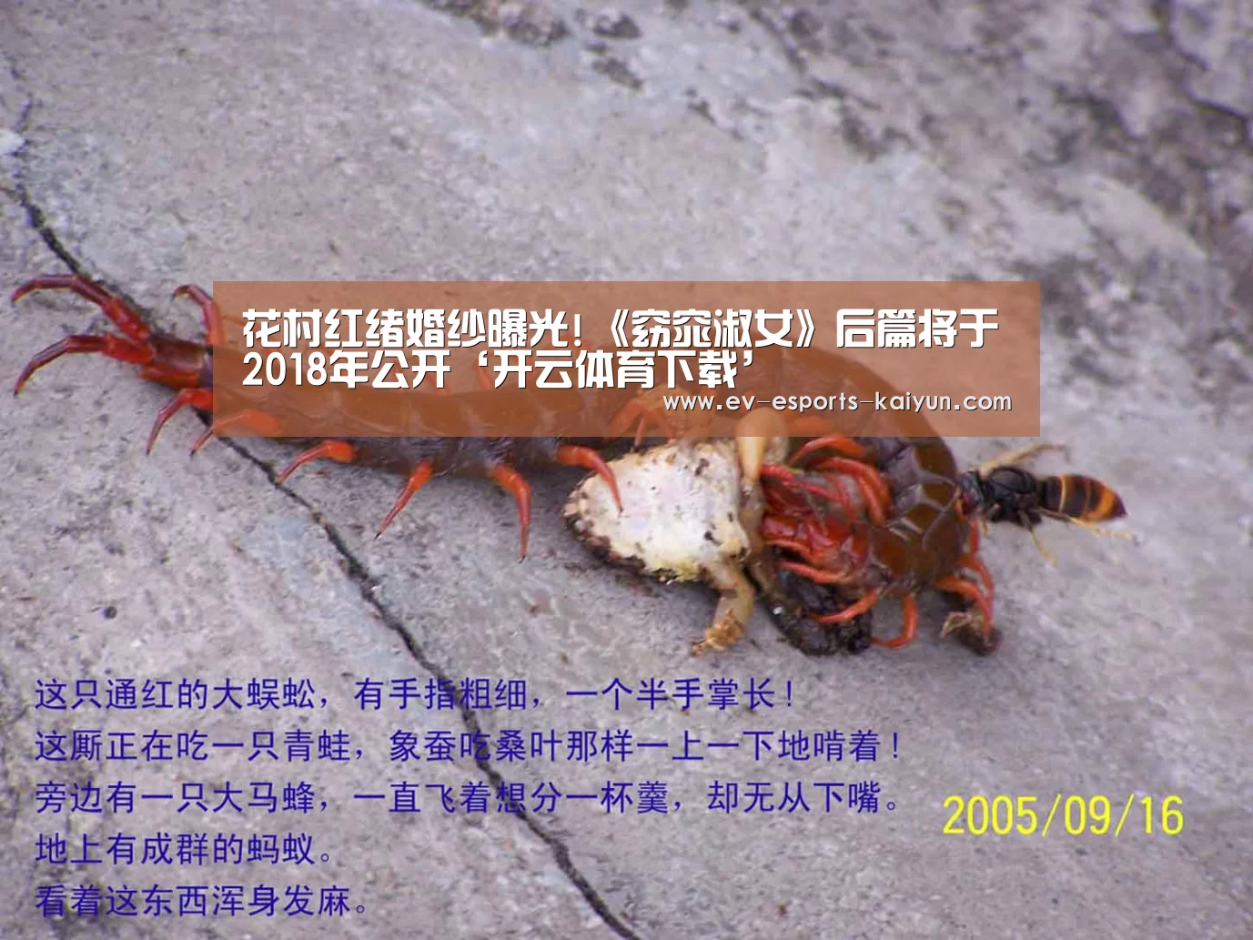 开云全站下载